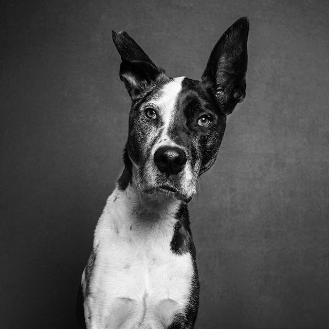 black and white dog images 
