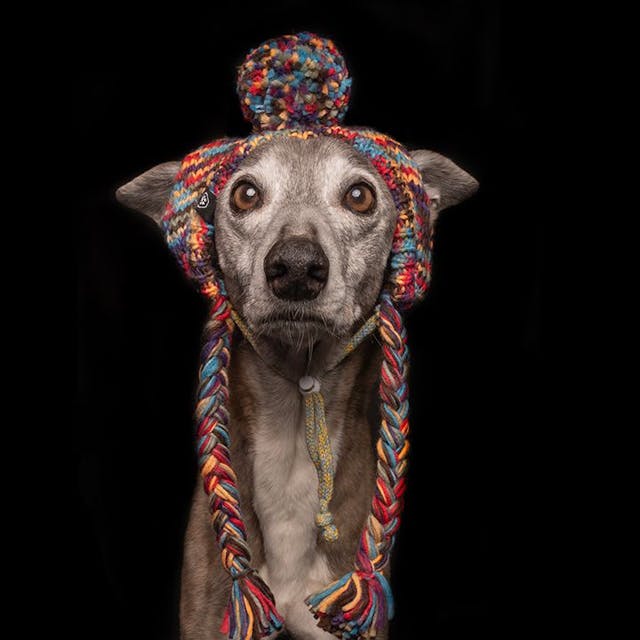 dogs with fun accessories 
