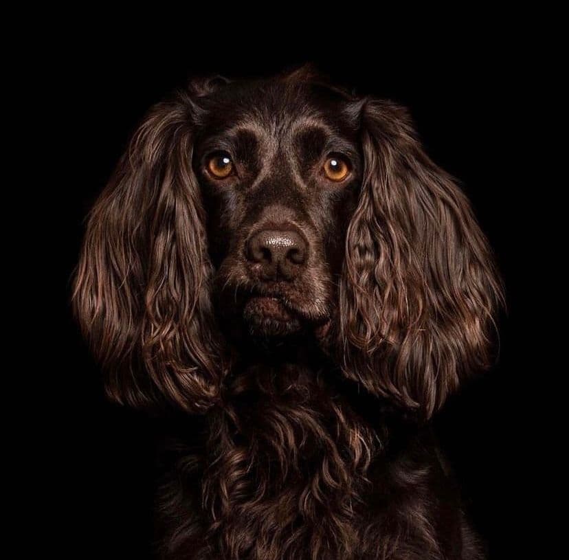 Dog 2