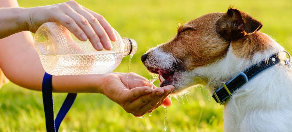 Dog hydrate