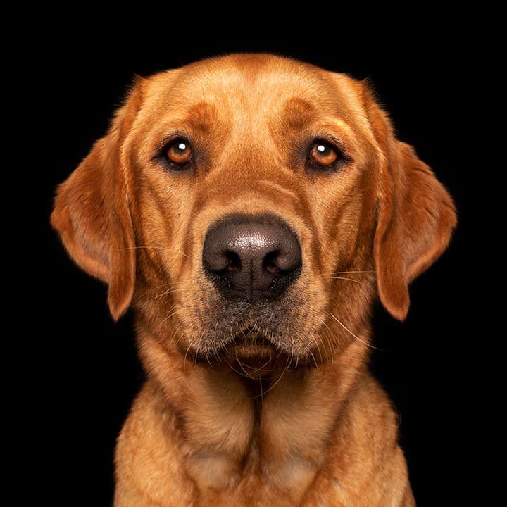 Dog 3