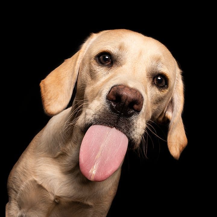 Dog with tongue hanging out having fun