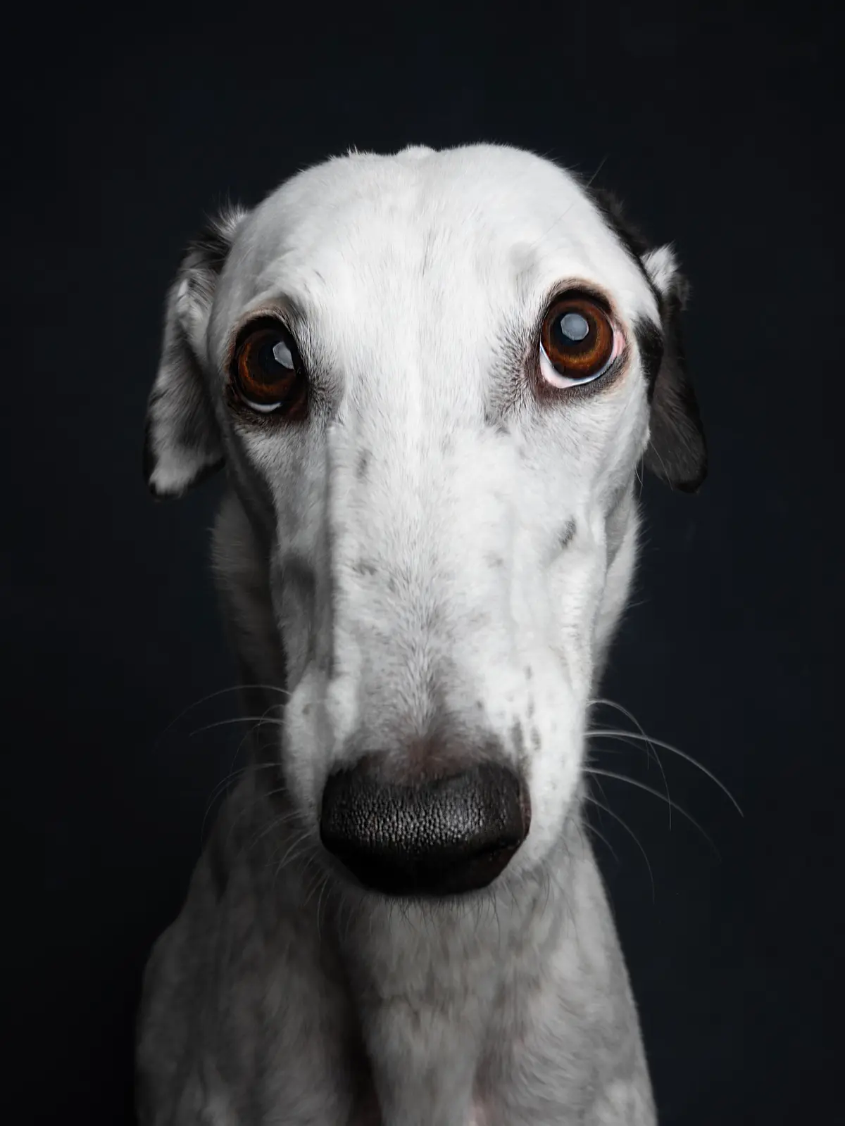 White whippet with dark eyes gazing into the lens