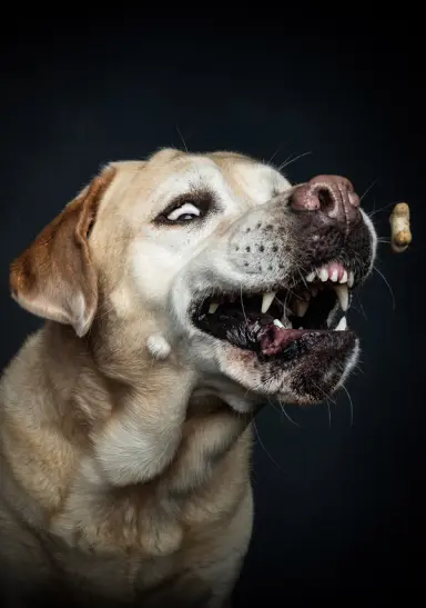 Labrador cross catching treat with funny face