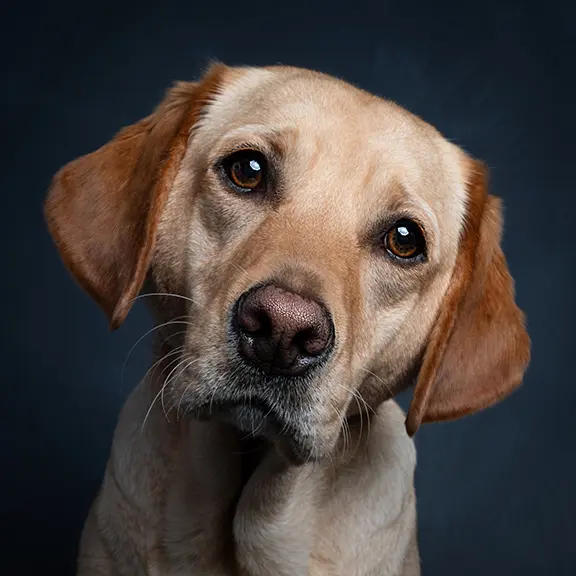 Golden Labrador with soft eyes, head slightly tilted