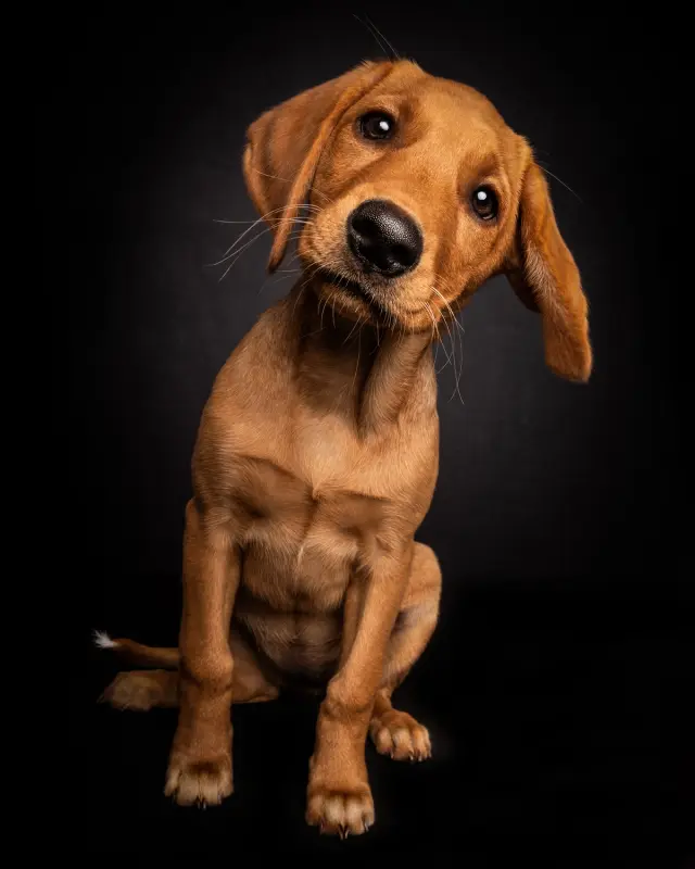 Fox red puppy sitting, head tilted