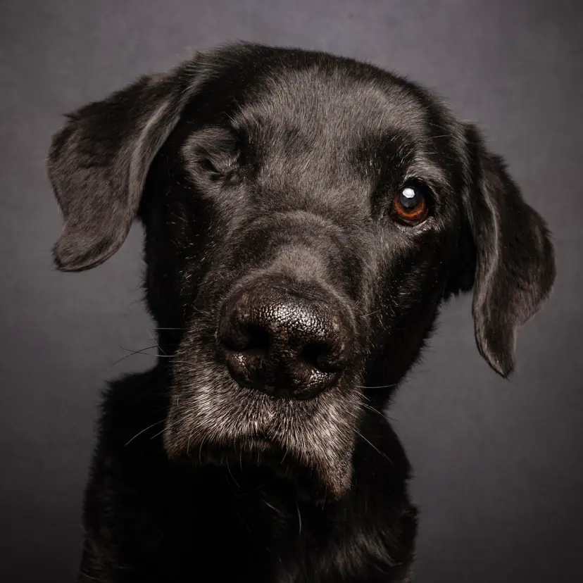 Older black Labrador with a greying muzzle, calm and gentle
