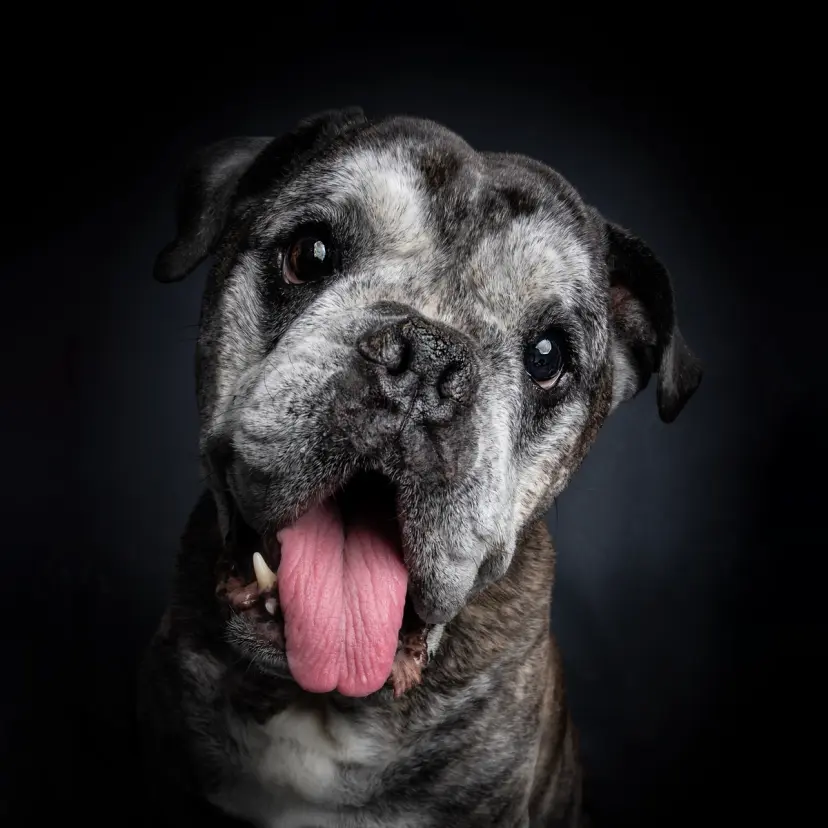 Grey-muzzled older dog with a happy open mouth