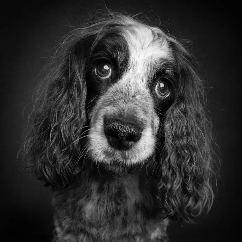 Black and white portrait of a spaniel with curly ears