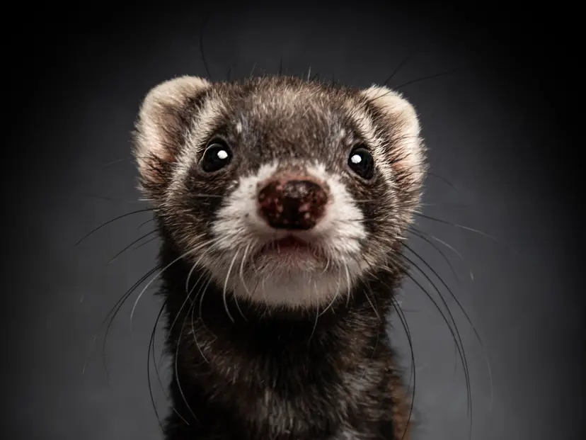 Ferret peering curiously at the camera
